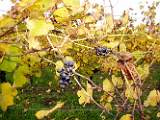 2006-10-21_16-42-10_octobre_28,0mm_1_50_eme_DiMAGE A2